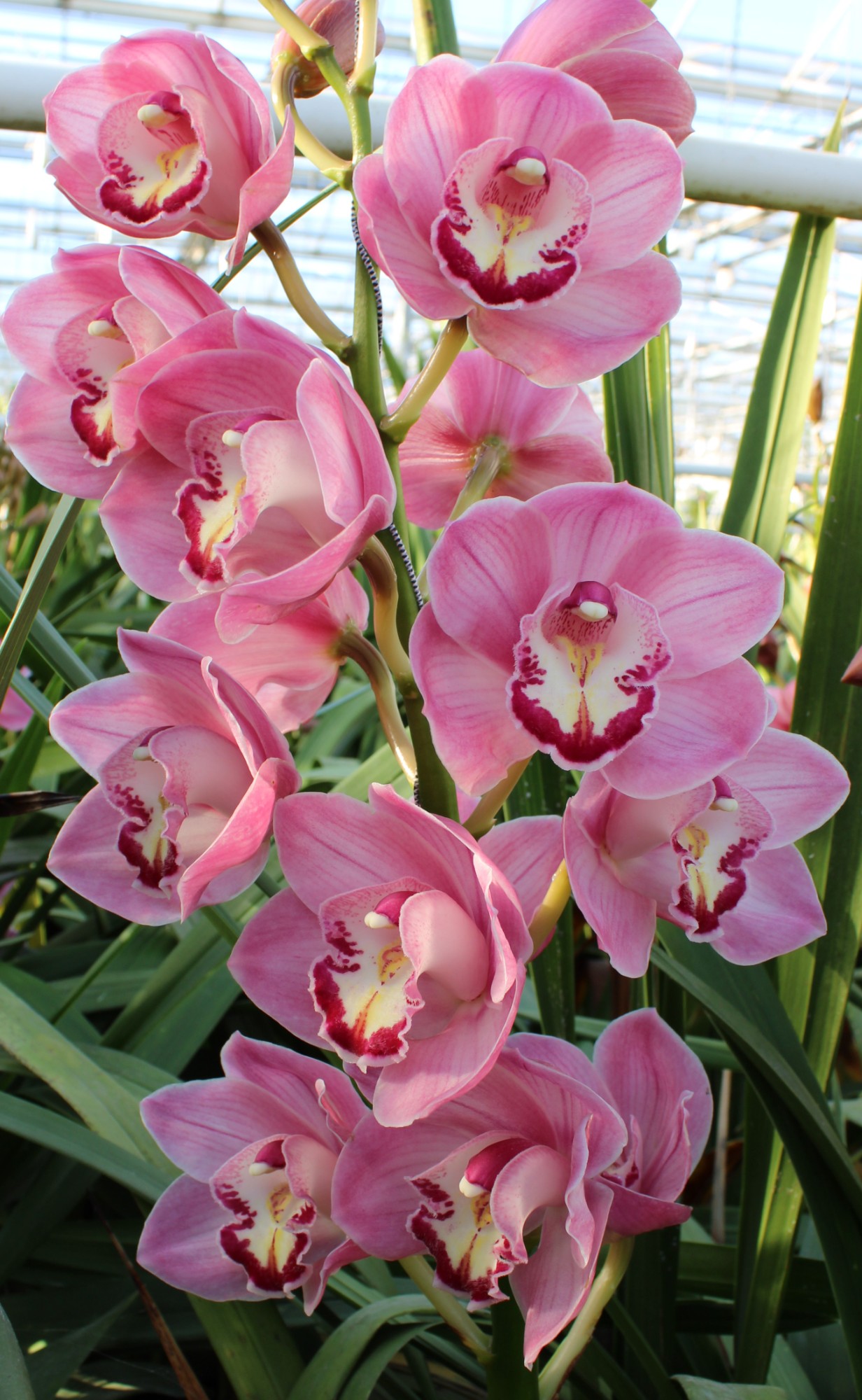 Cymbidium large flowered KIWI SUE
