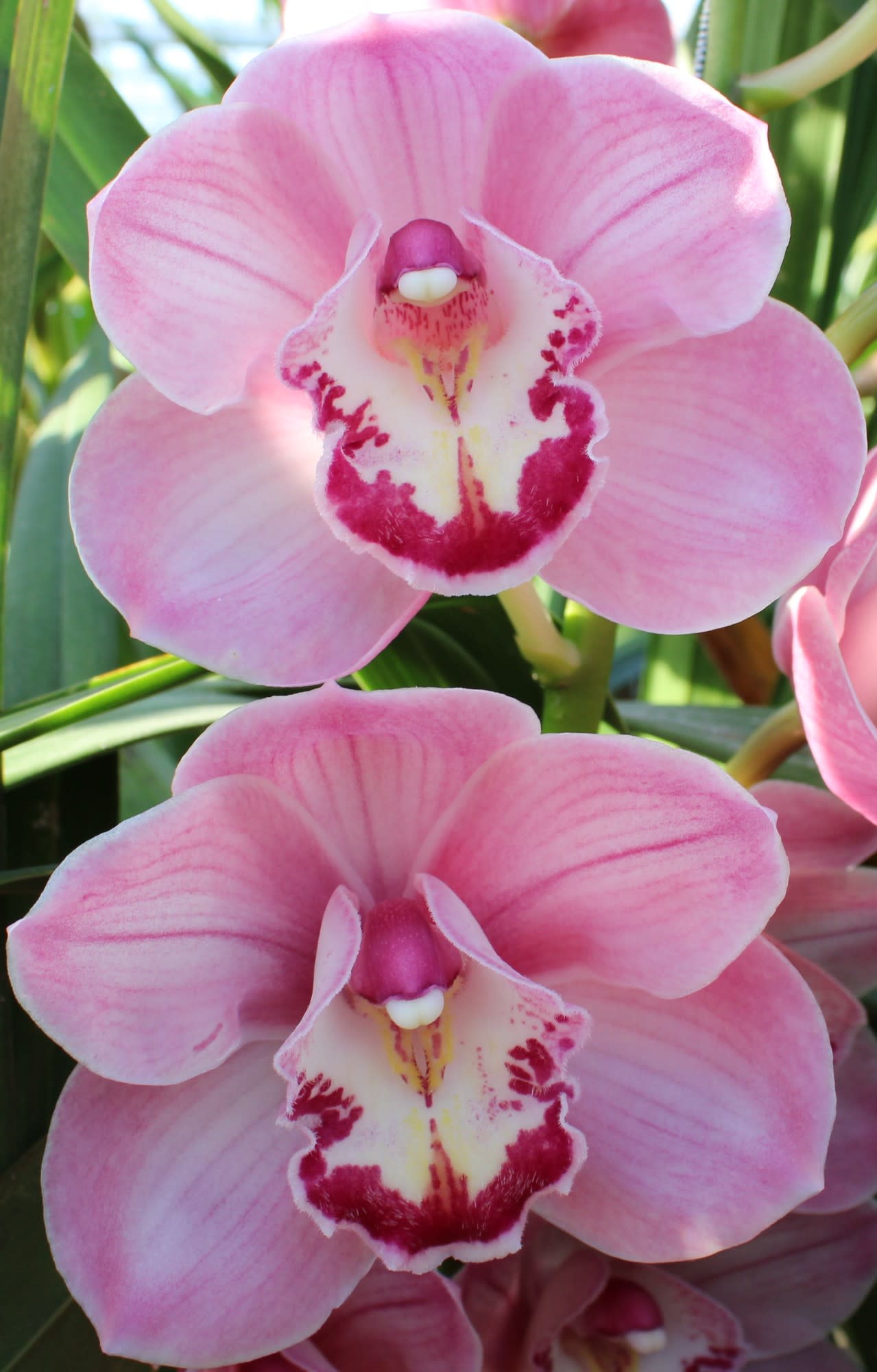 Cymbidium large flowered KIWI SUE