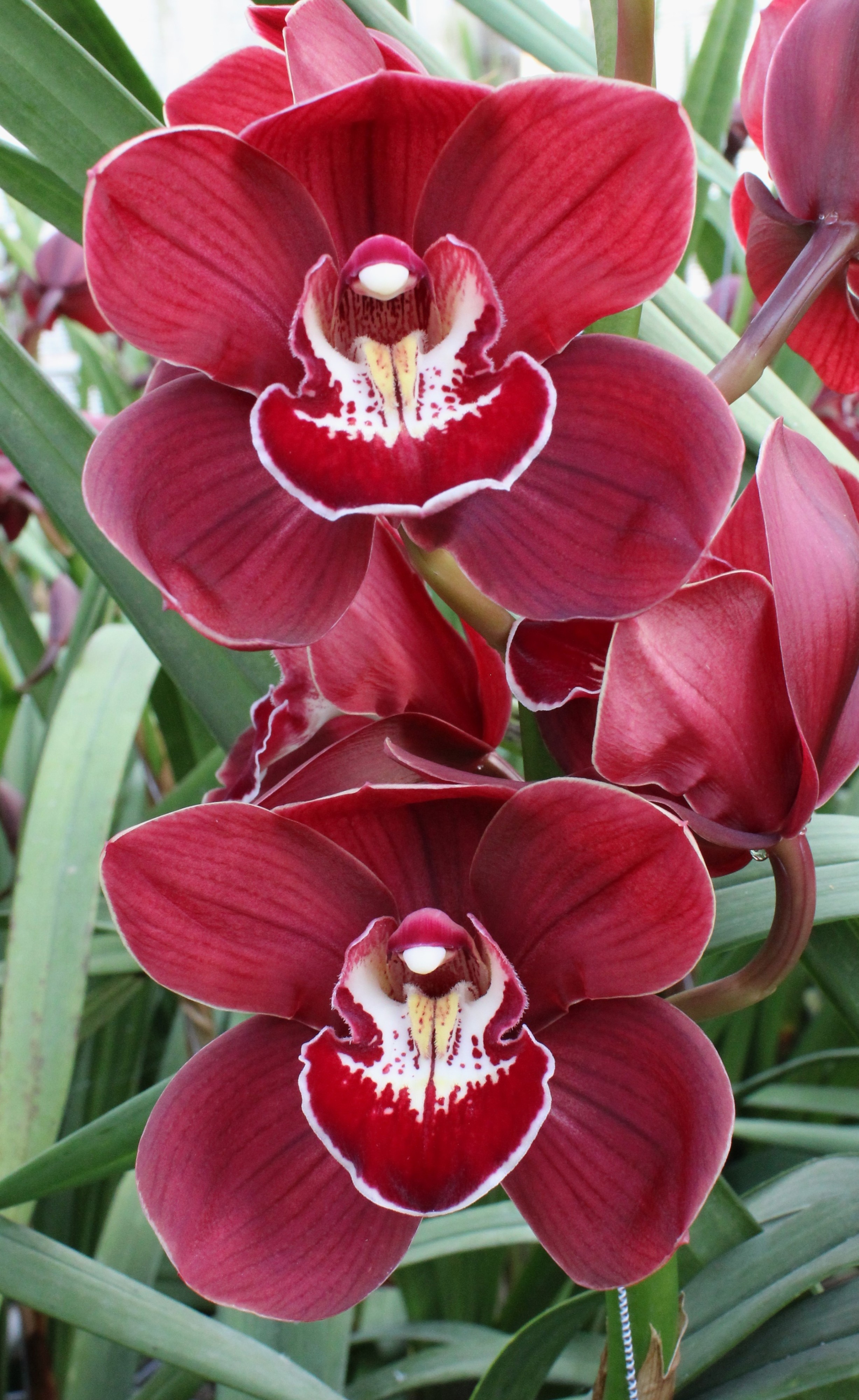 Cymbidium large flowered BLOODY MARY