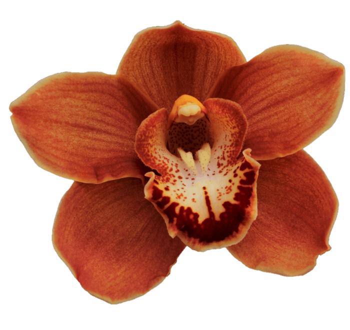 Cymbidium large flowered BRITNEY