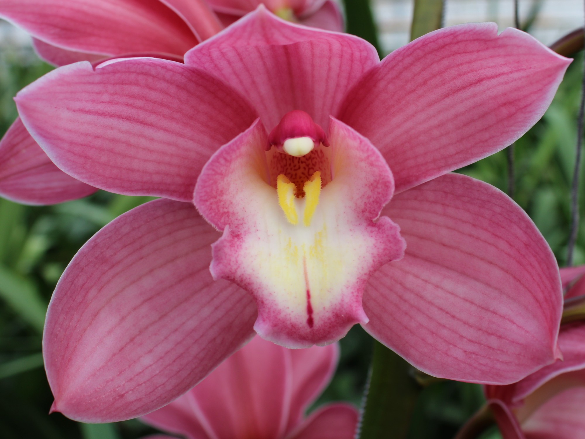 Cymbidium large flowered GERRY