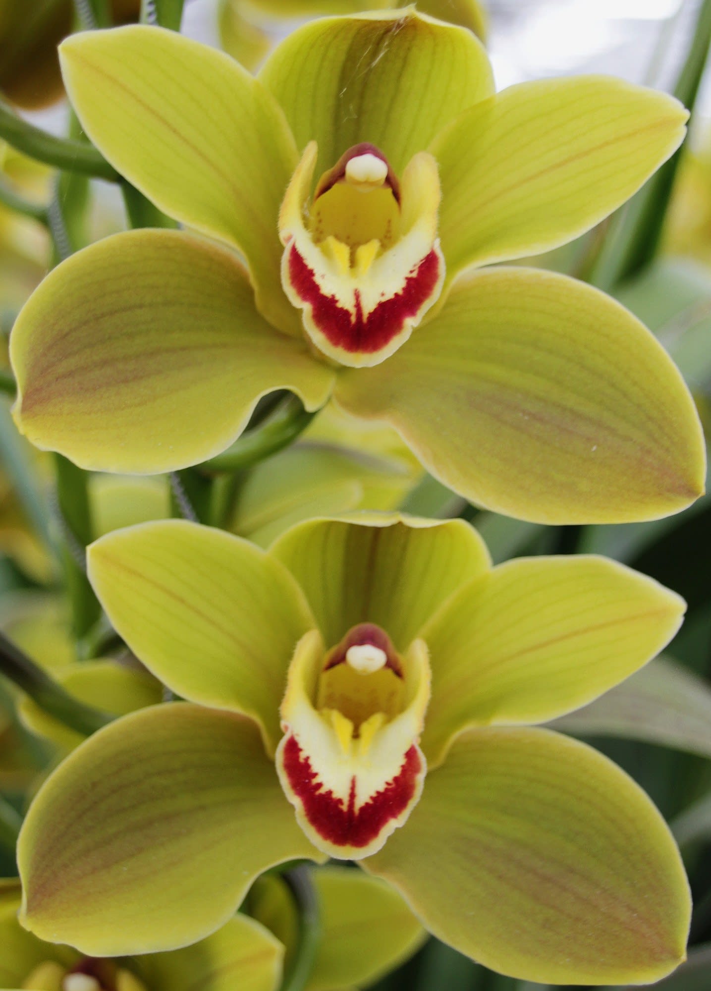 Cymbidium large flowered JUNGLE TRAIL