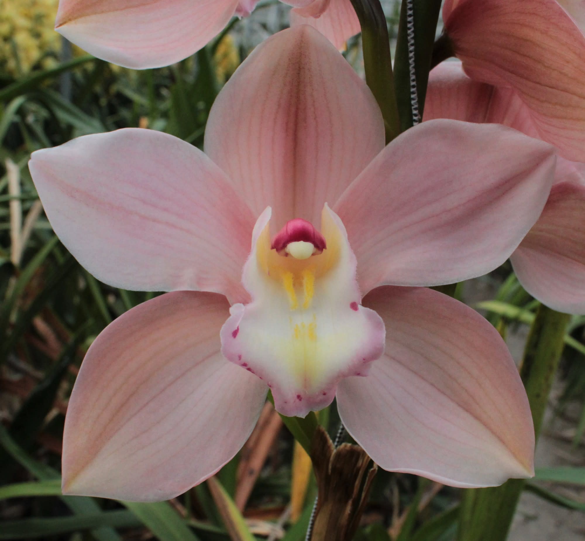 Cymbidium large flowered SALM DELIGHT