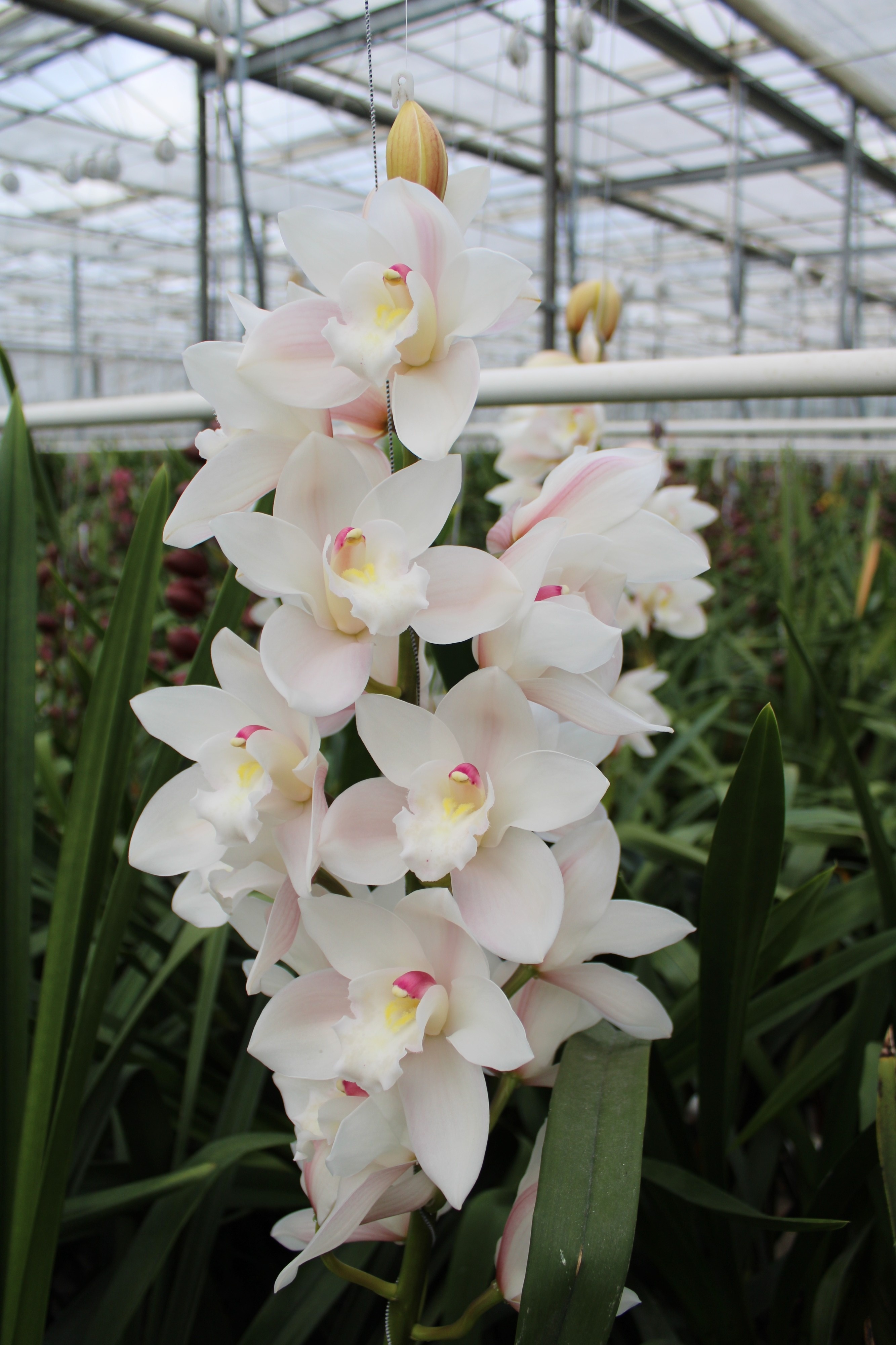 Cymbidium large flowered POMPEI