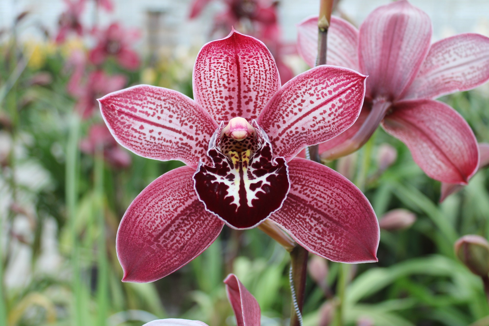 Cymbidium large flowered PURPLE SPECTACLE