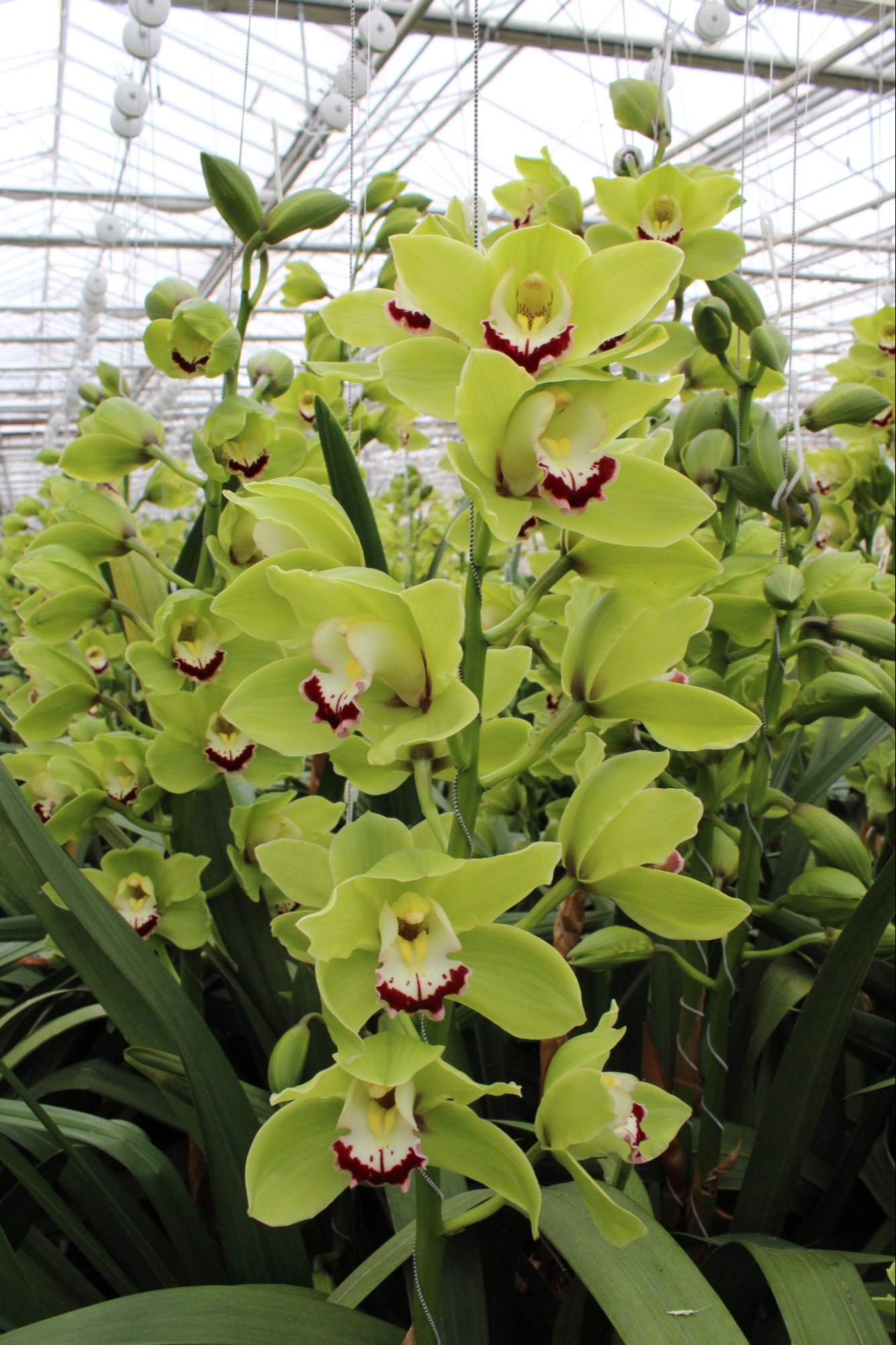 Cymbidium large flowered Cymb T Alice Anderson