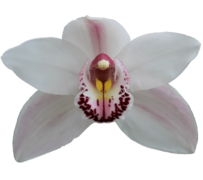 Cymbidium large flowered WESTERN ROSE