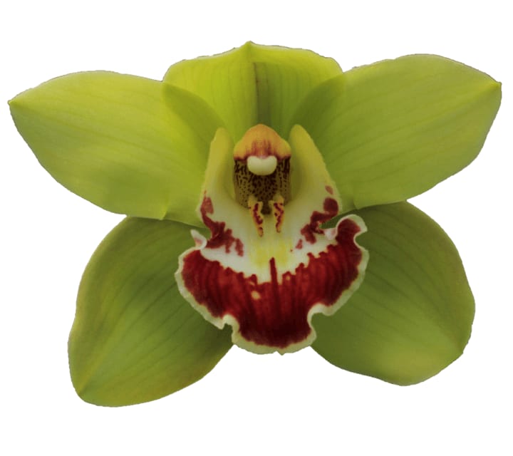 Cymbidium large flowered VERONA