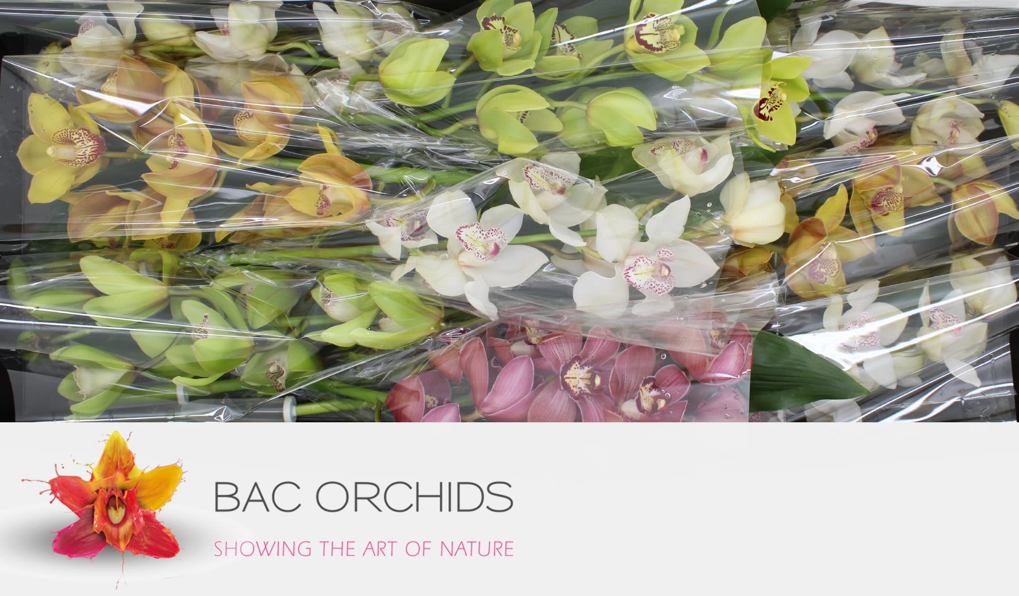 Cymbidium large flowered CYMB T60MG