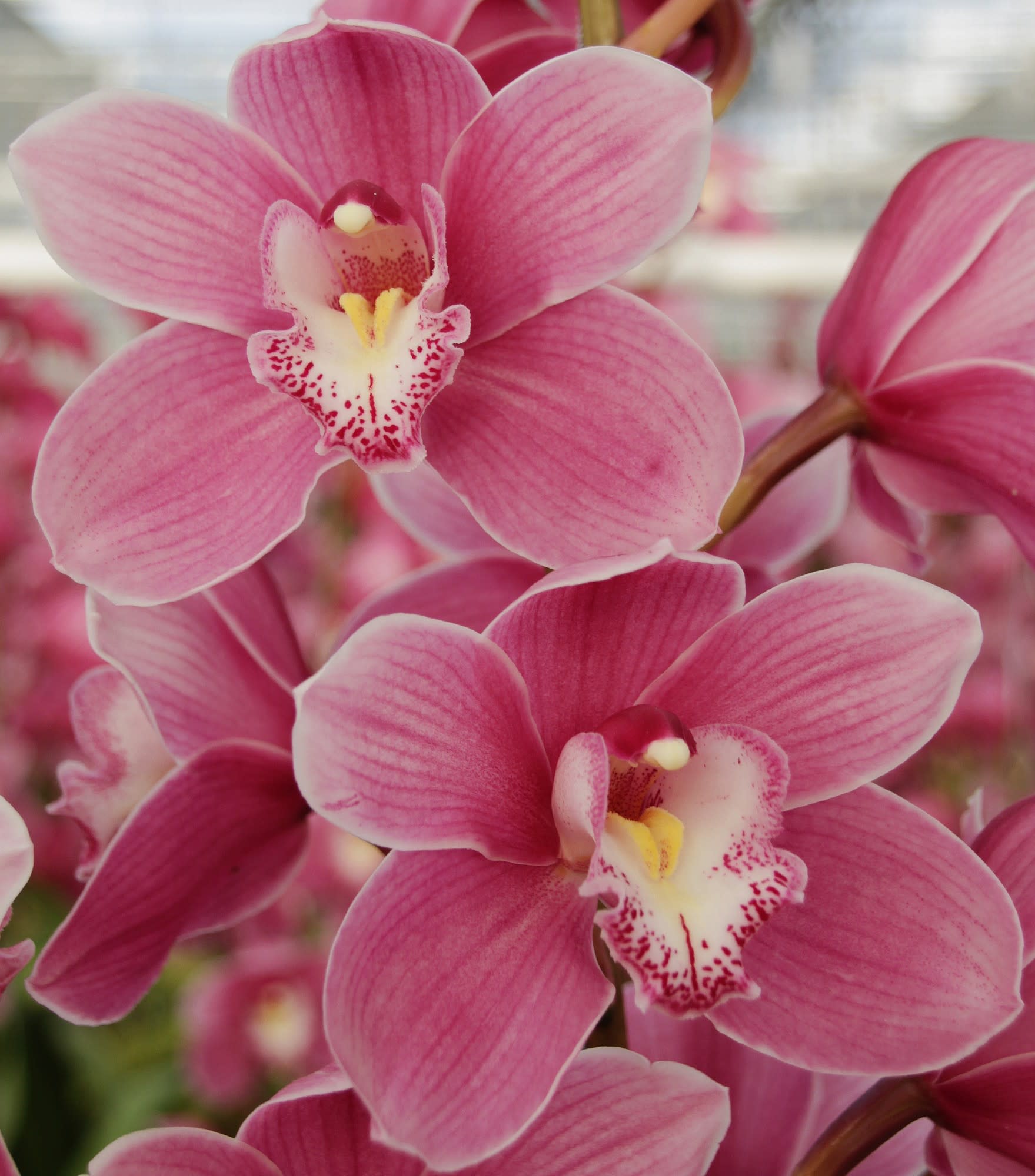 Cymbidium large flowered BRAEMAR