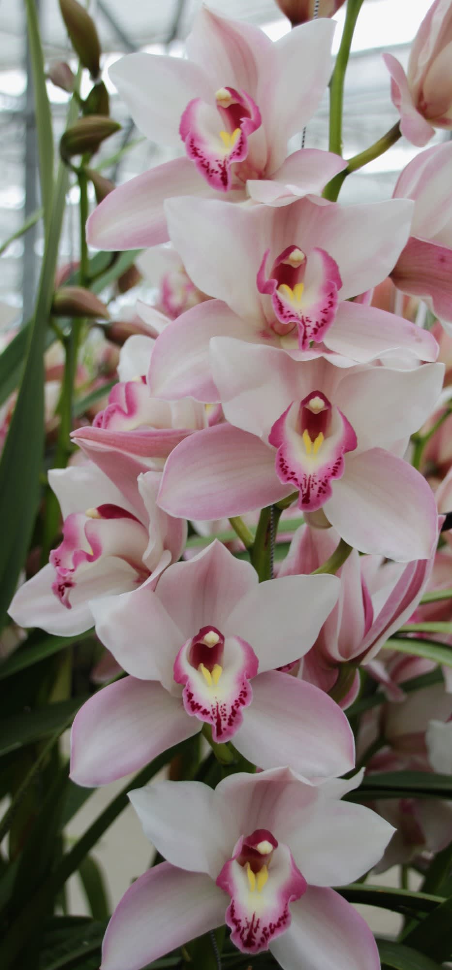 Cymbidium large flowered JOAL