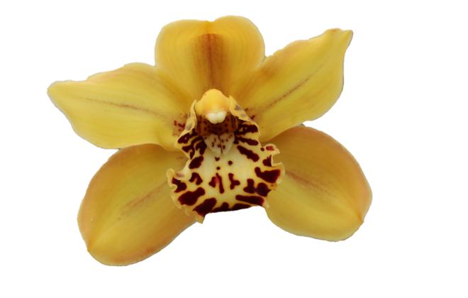 Cymbidium large flowered AUSTRALIAN TIGER