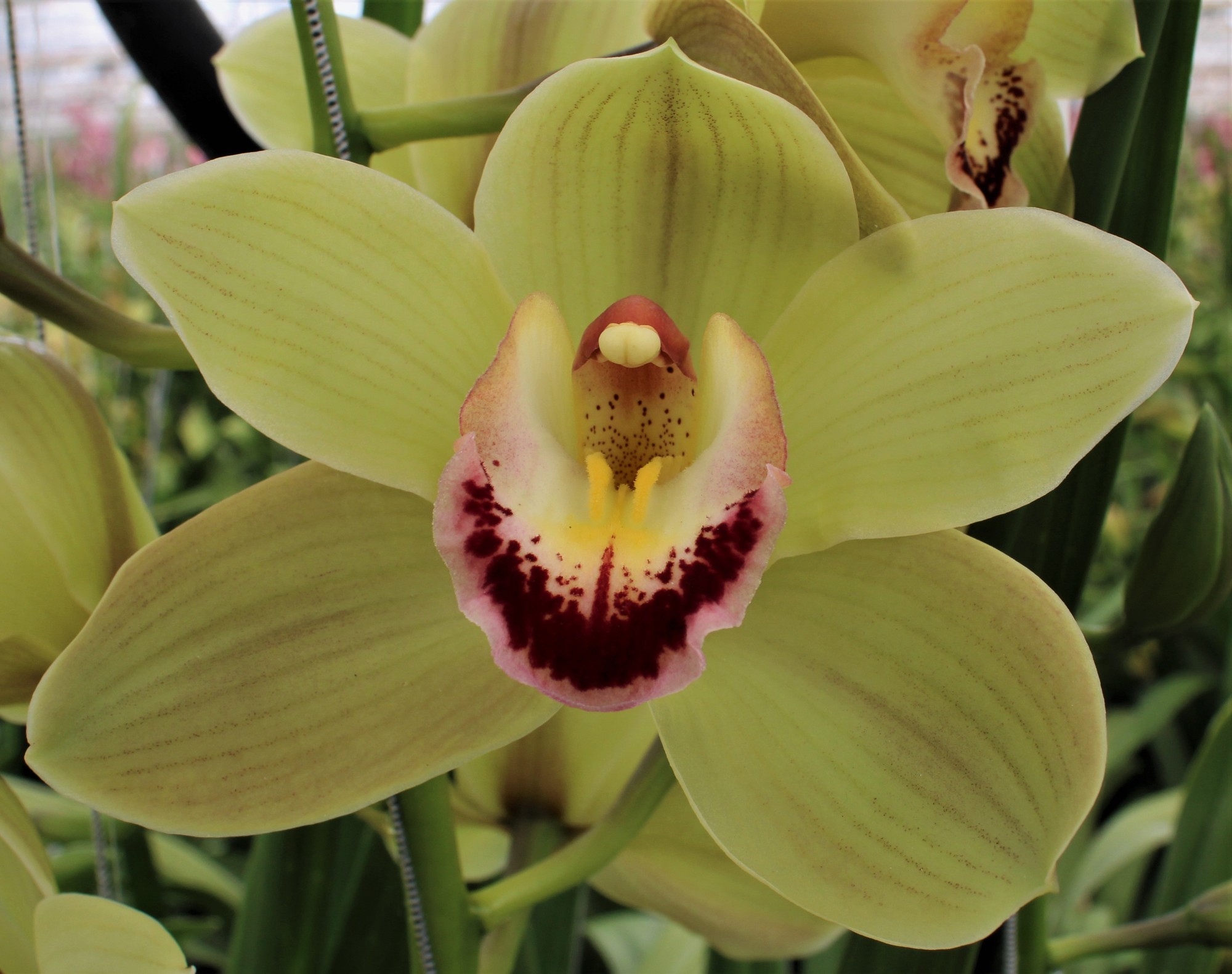 Cymbidium large flowered PIEDMONT