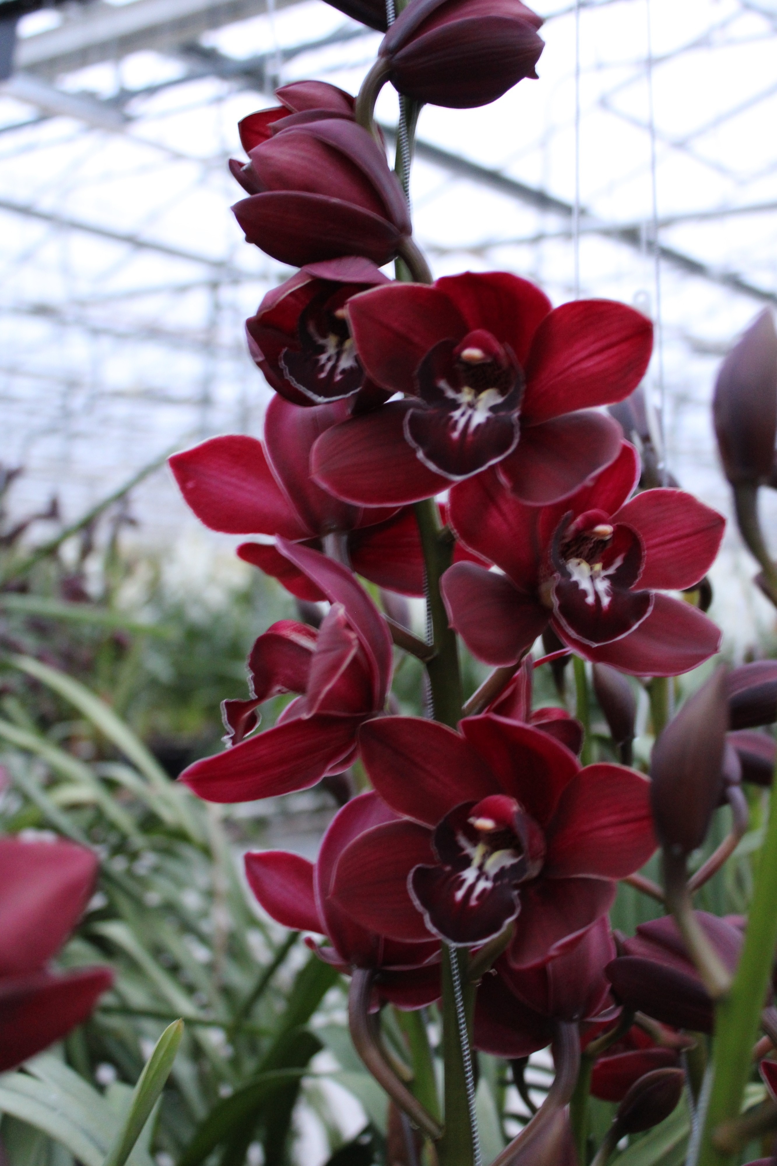Cymbidium large flowered SHIRAH