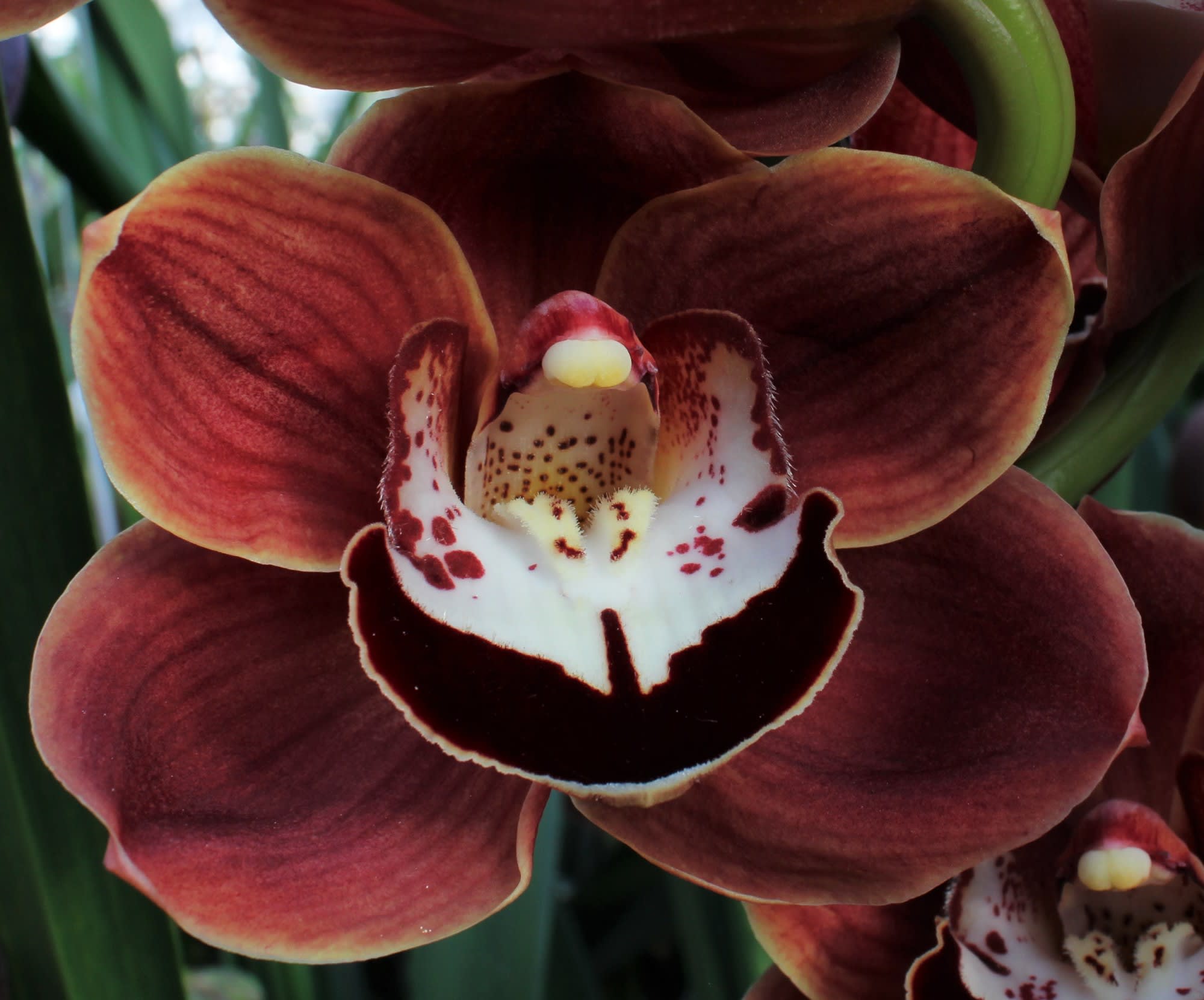 Cymbidium large flowered CHOCOLAT