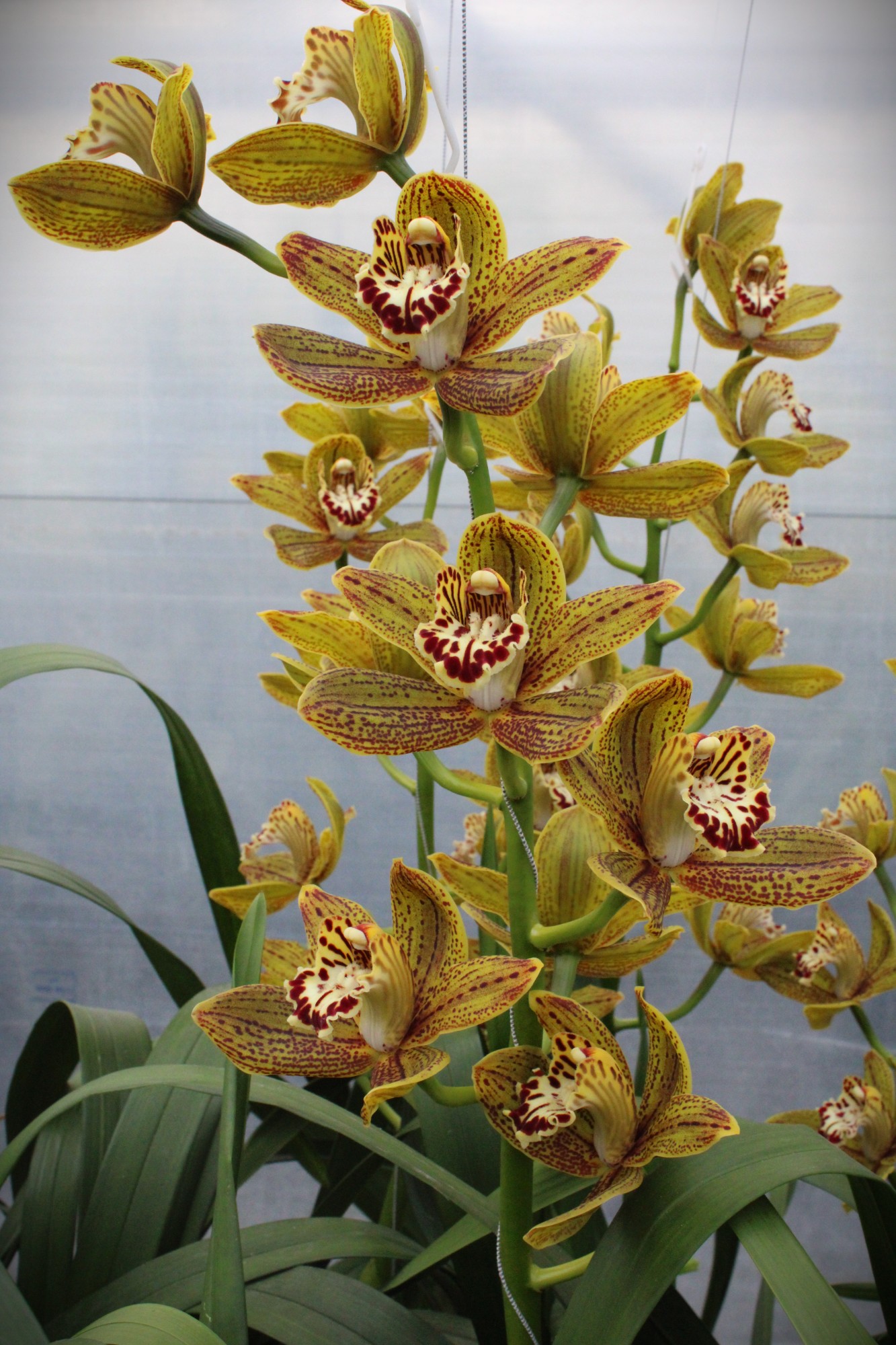 Cymbidium large flowered JUNGLE MIRACLE