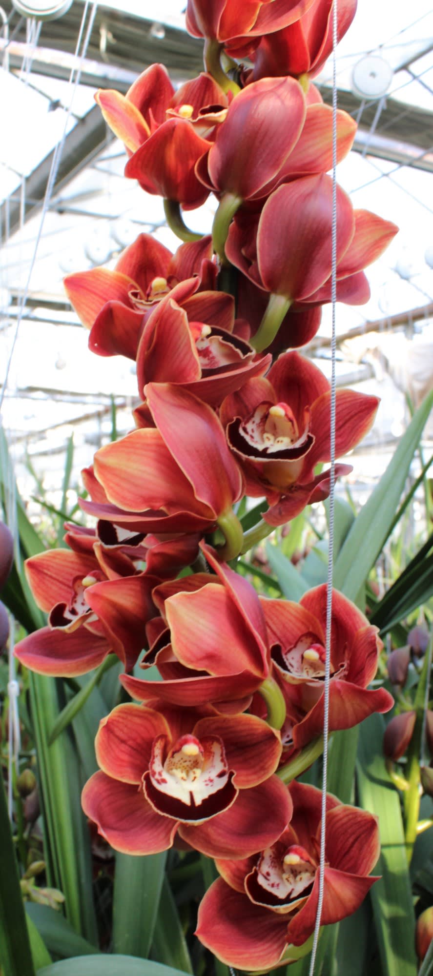 Cymbidium large flowered CHOCOLAT