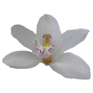 Cymbidium large flowered SILVER