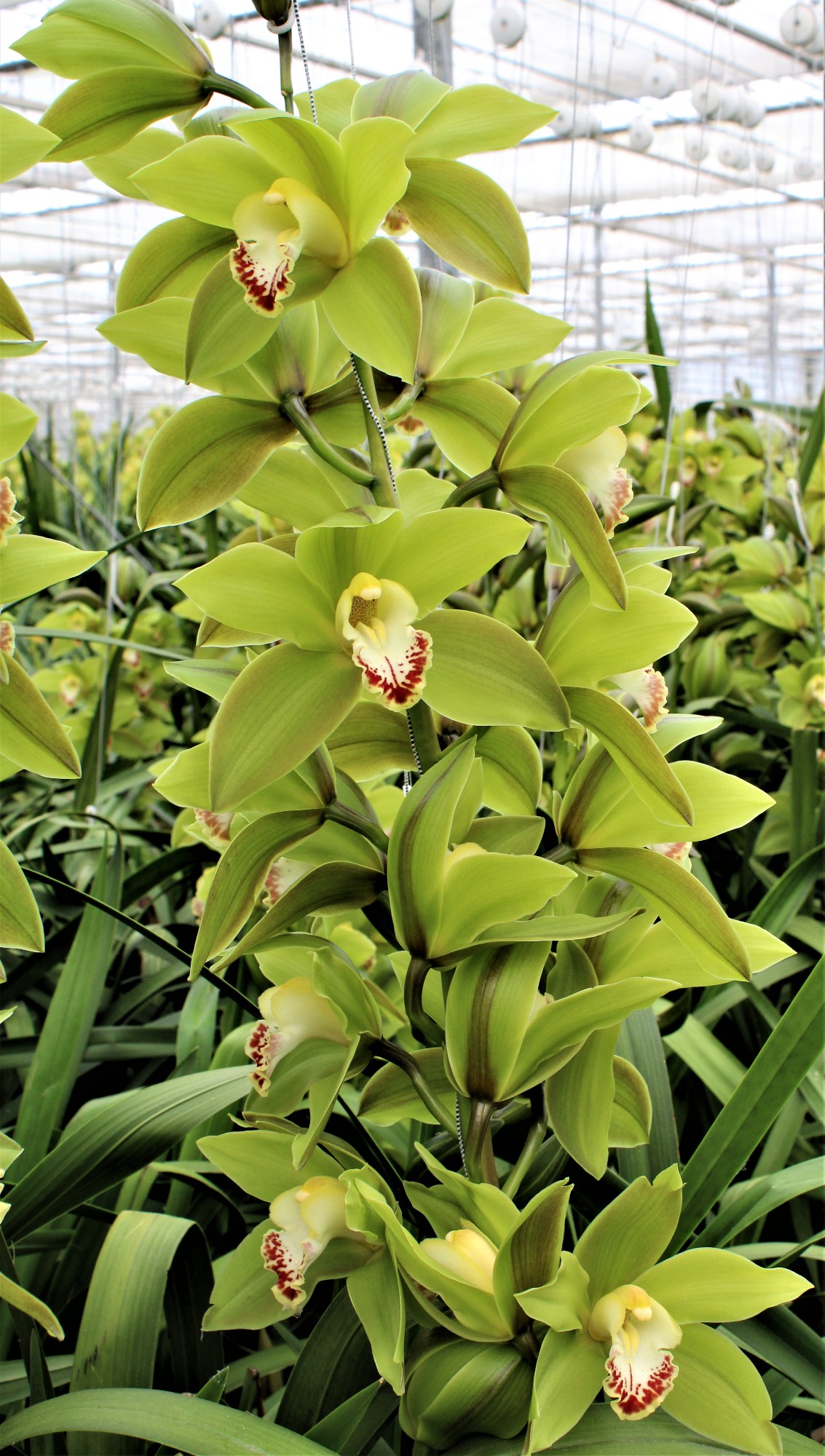 Cymbidium large flowered GIANT