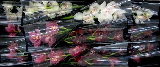 Cymbidium large flowered VALENTINE MIX