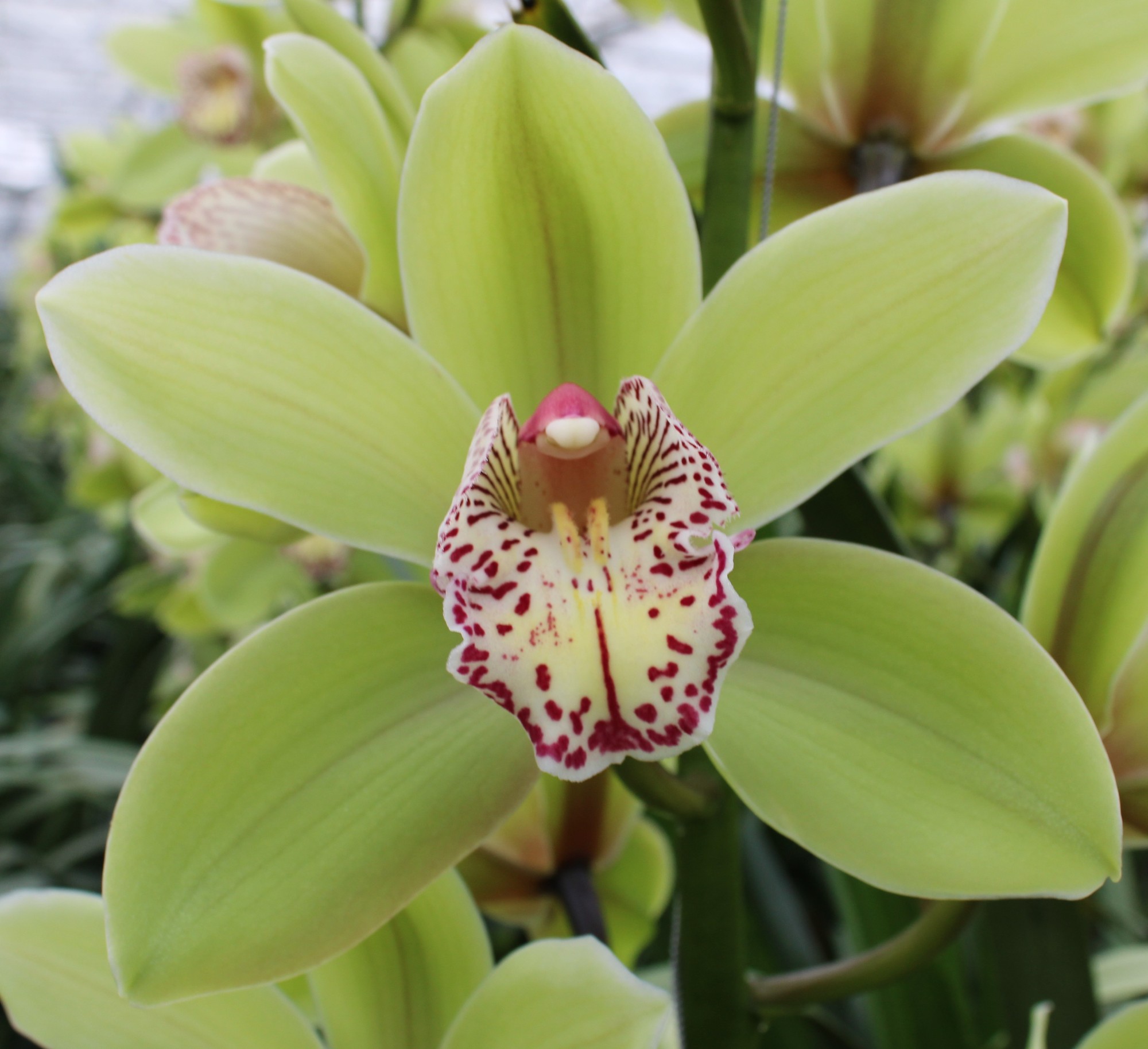 Cymbidium large flowered HANS