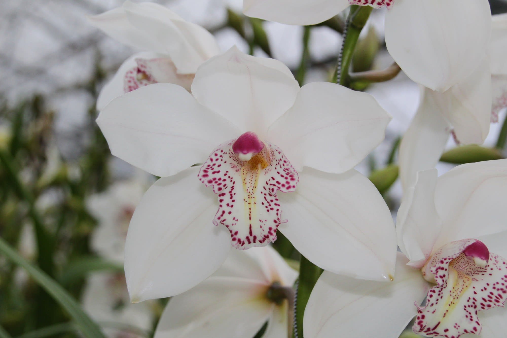 Cymbidium large flowered MRS SUGAR LEE