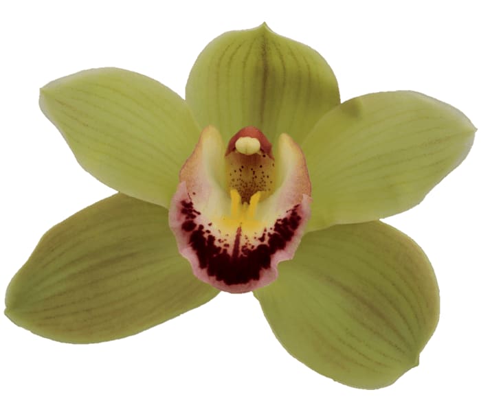 Cymbidium large flowered PIEDMONT