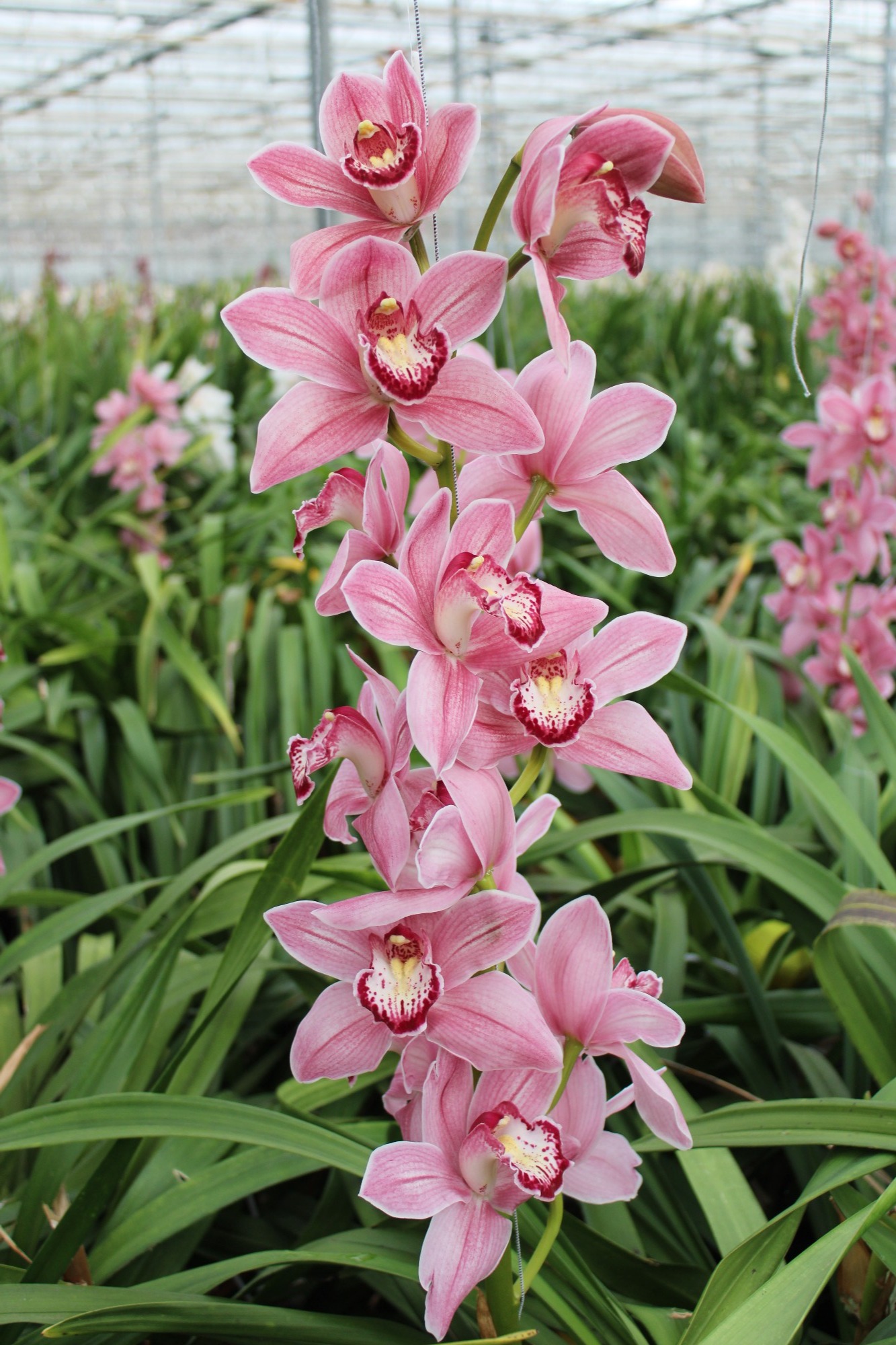 Cymbidium large flowered POWER