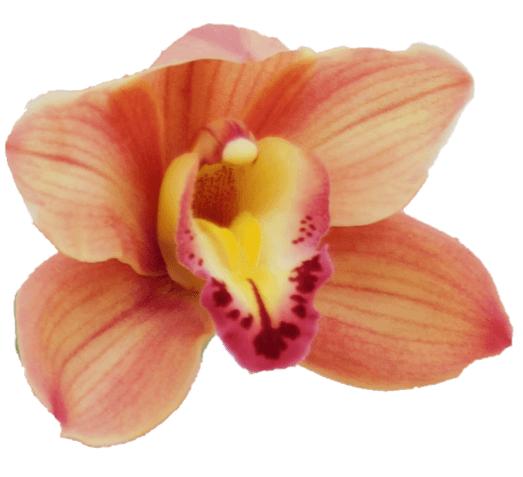 Cymbidium large flowered TREASURE