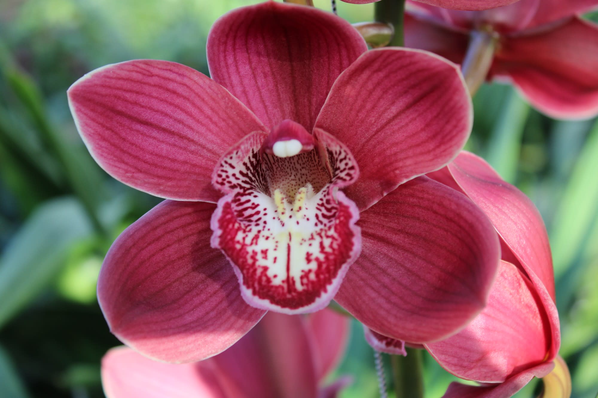 Cymbidium large flowered VULCAN