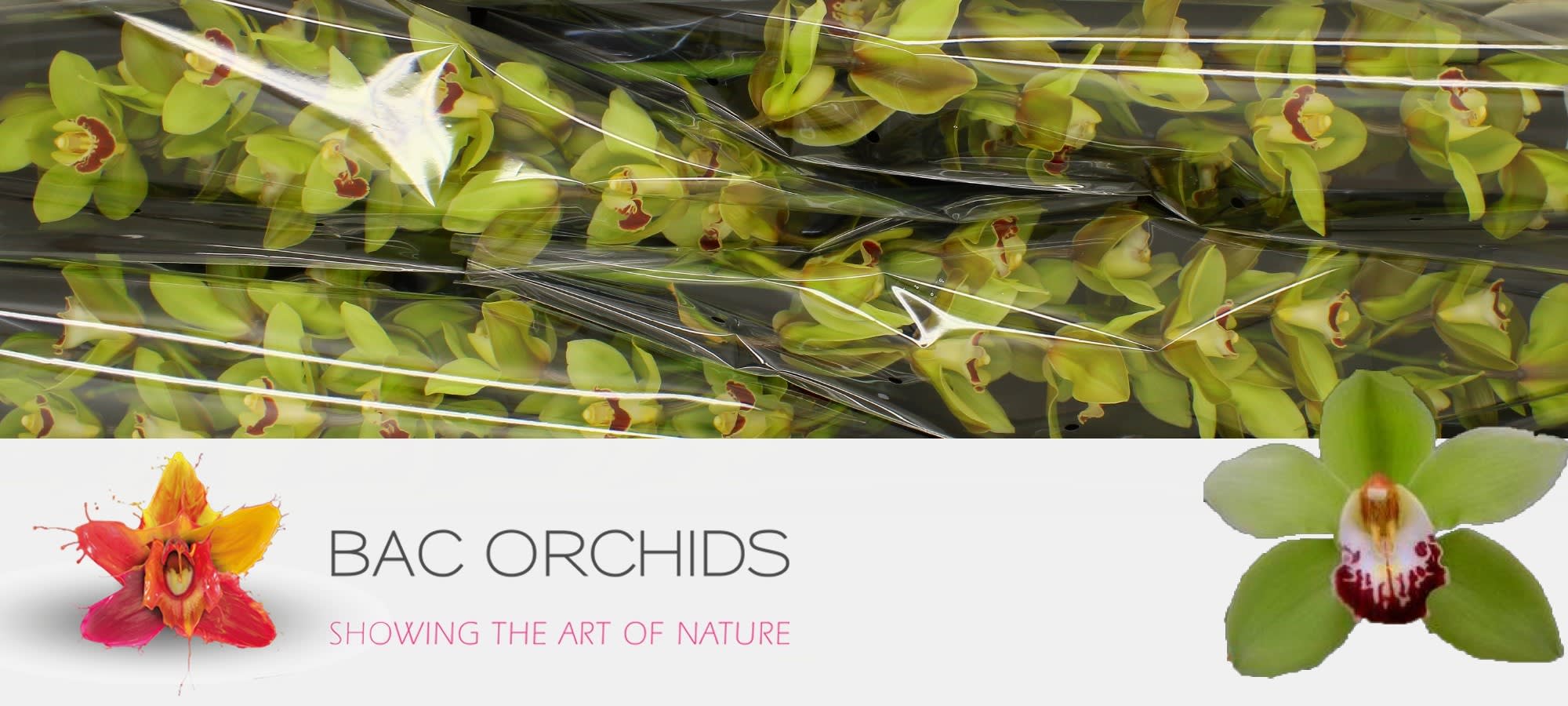 Cymbidium large flowered MACHTELD