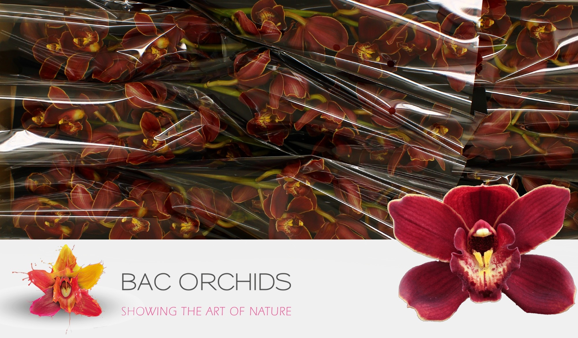 Cymbidium large flowered PONTAC