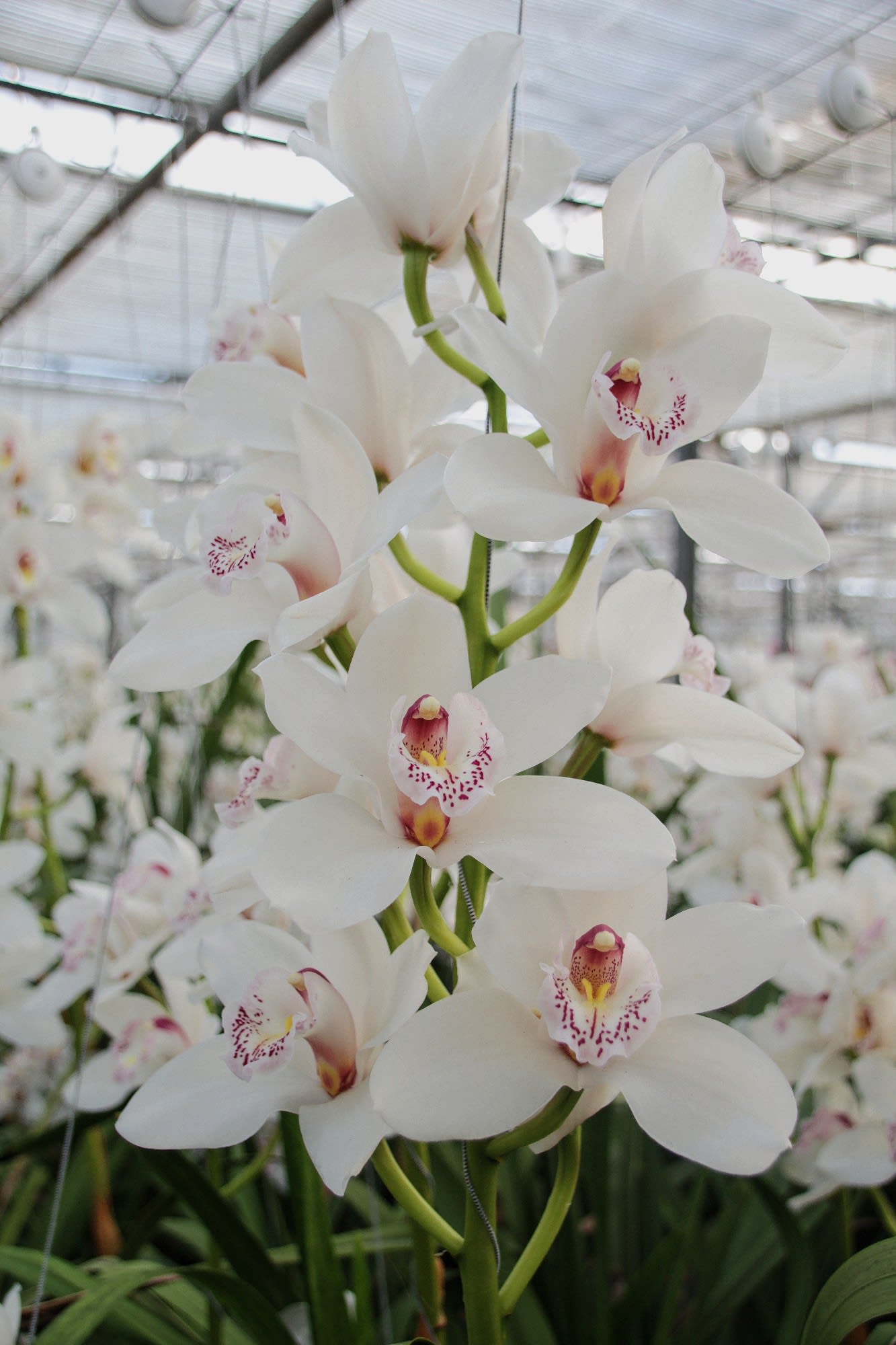 Cymbidium large flowered SILVER