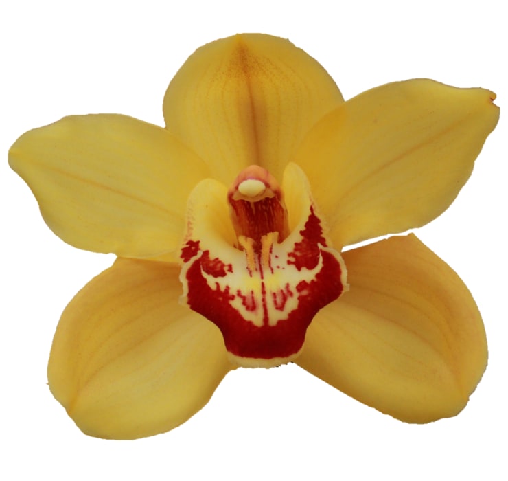 Cymbidium large flowered RIJSENHOUT