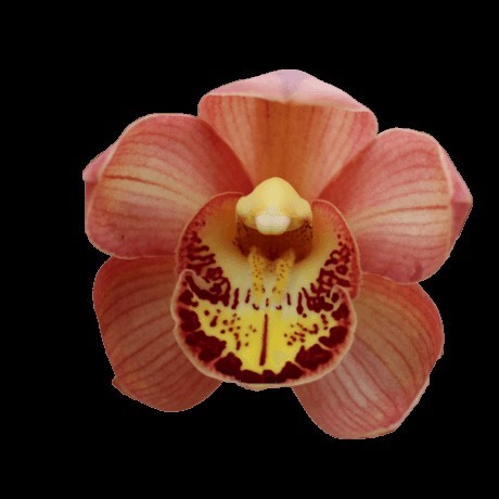 Cymbidium large flowered SALMON