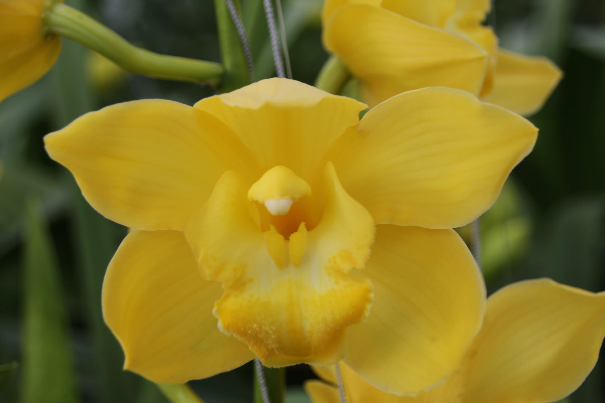 Cymbidium large flowered ALBINO YELLOW