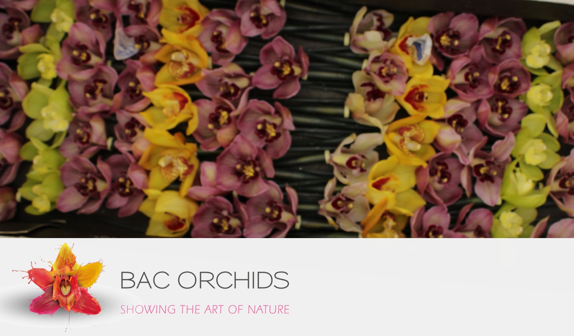 Cymbidium large flowered Fleuron XL