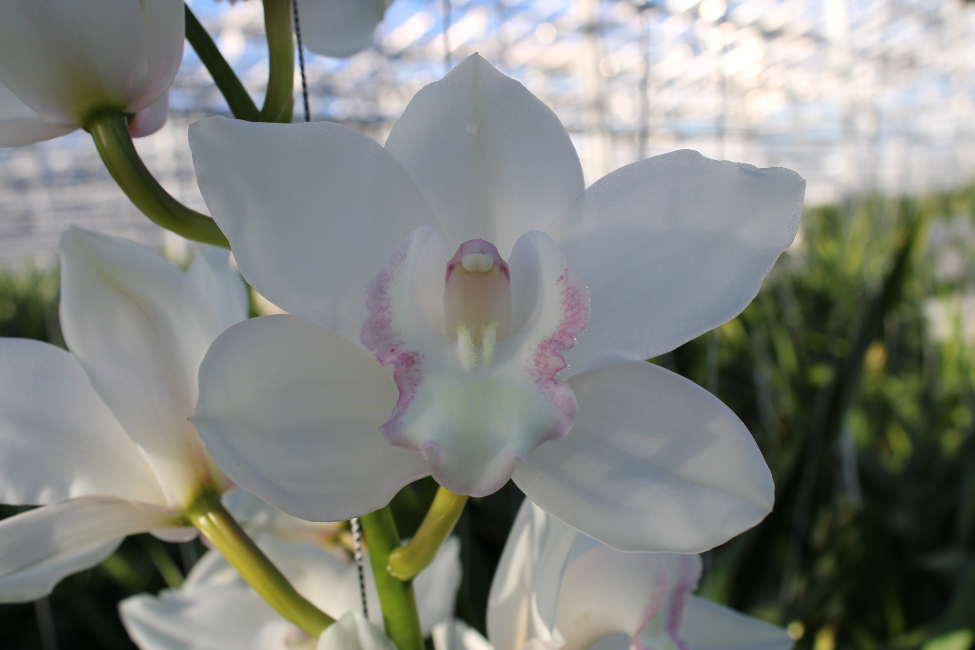 Cymbidium large flowered SNOWCASTLE