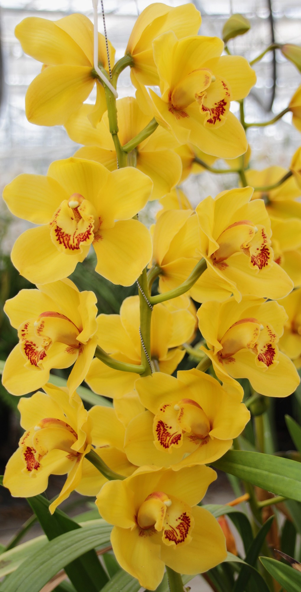 Cymbidium large flowered DIONA