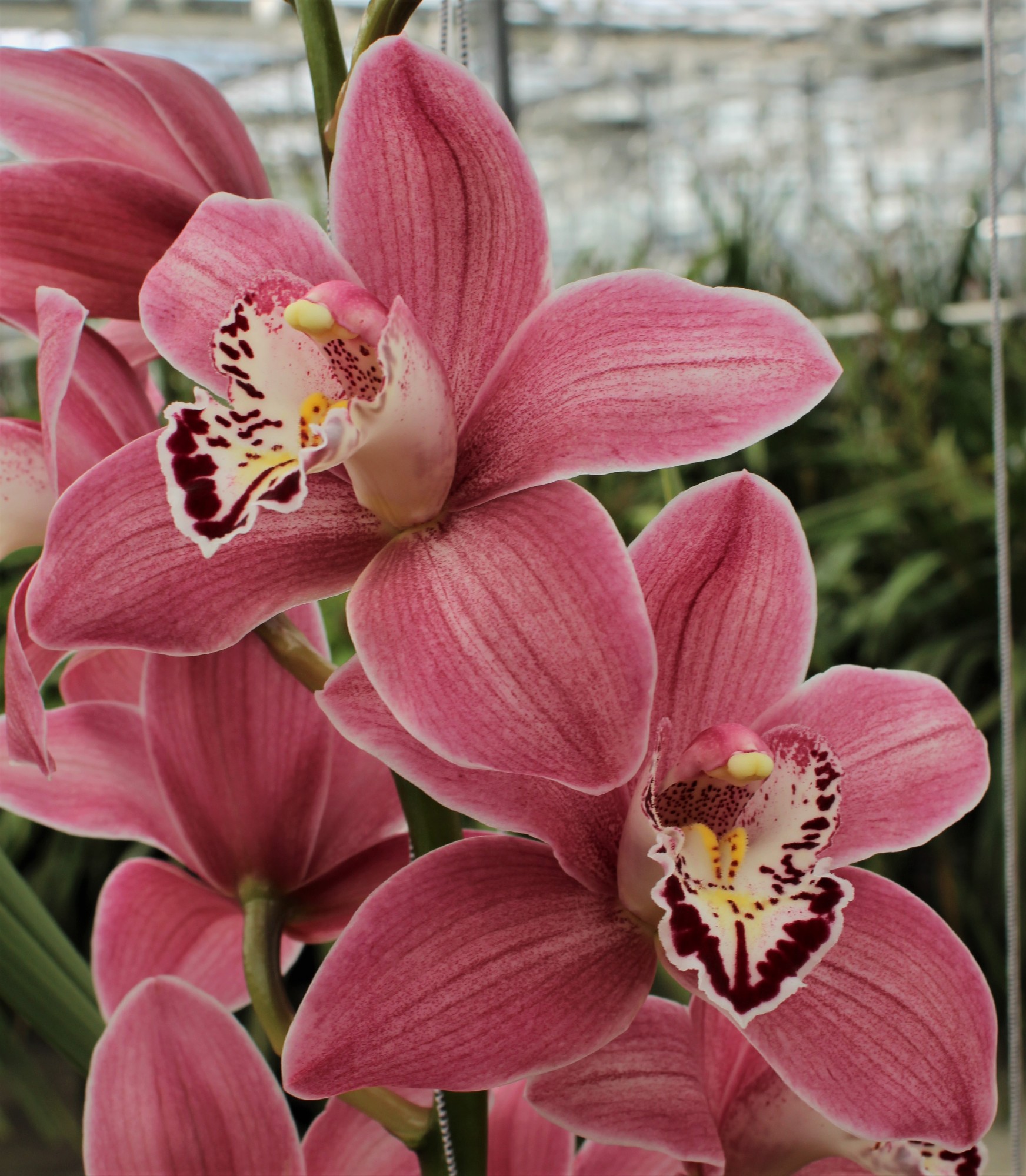 Cymbidium large flowered CANDY