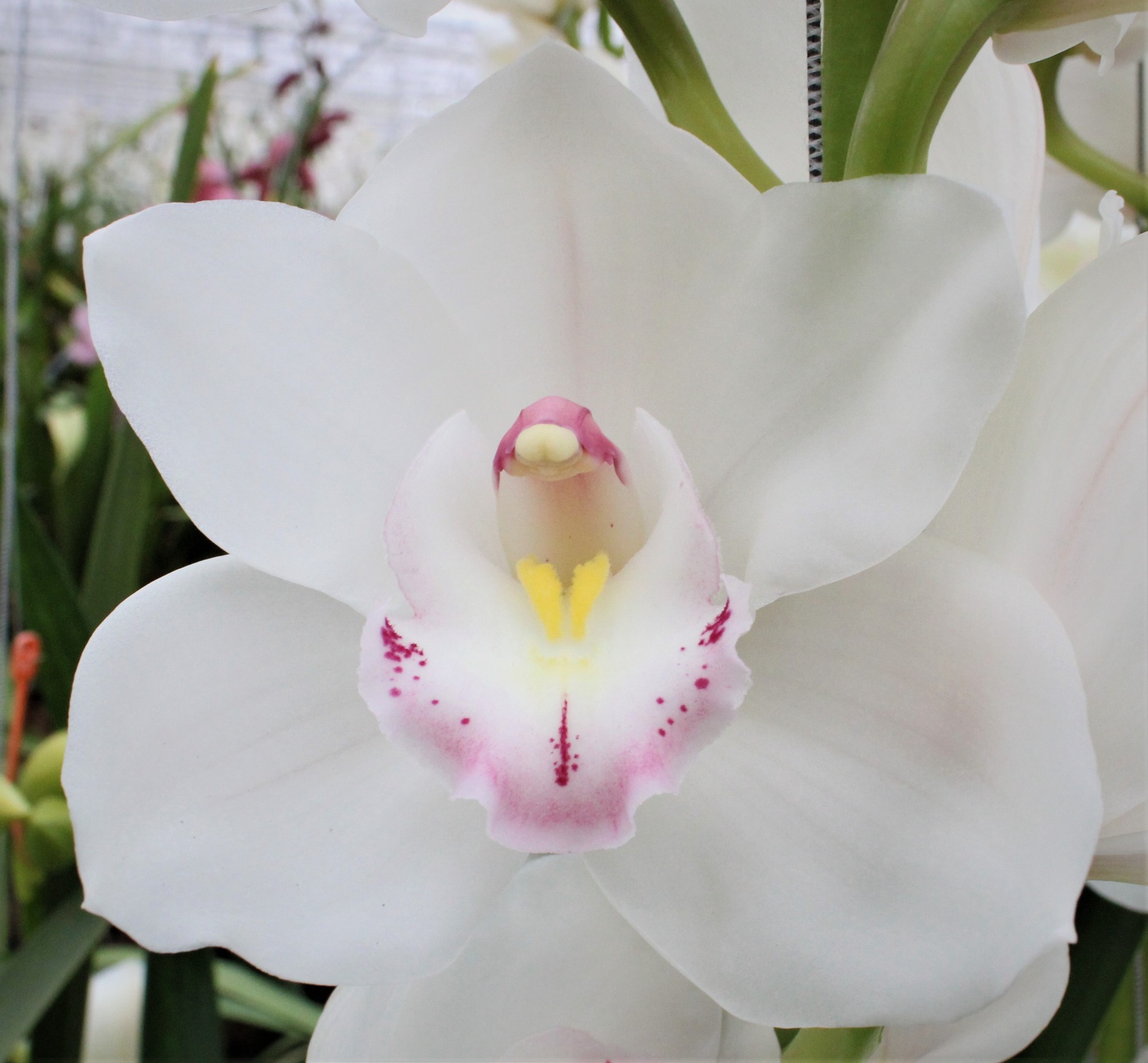 Cymbidium large flowered KILIMANJARO
