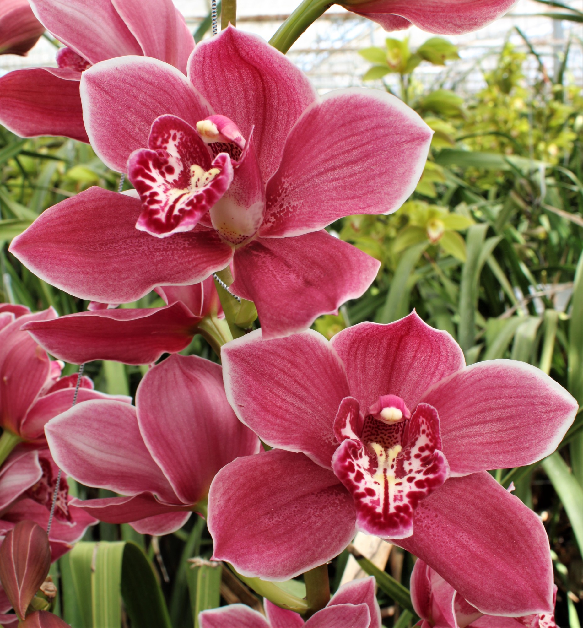 Cymbidium large flowered RED ROCK