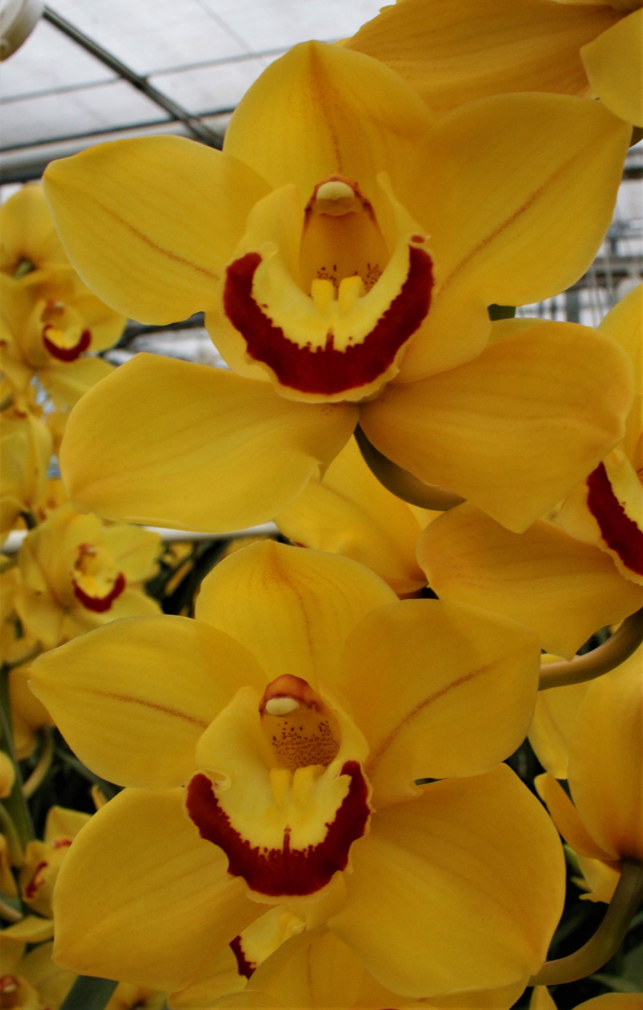 Cymbidium large flowered SUNGLOW