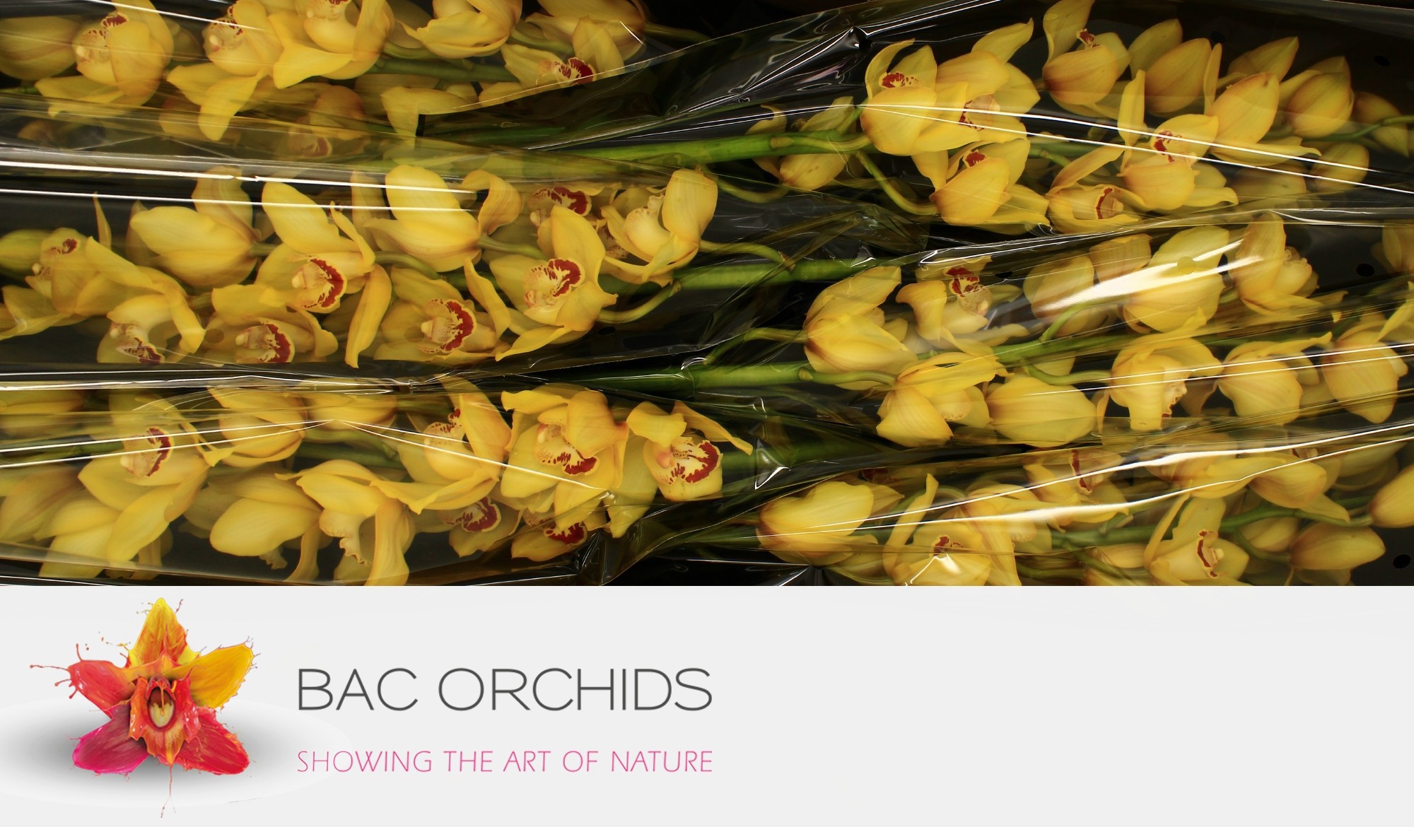 Cymbidium large flowered Cymb T Yellow Monica