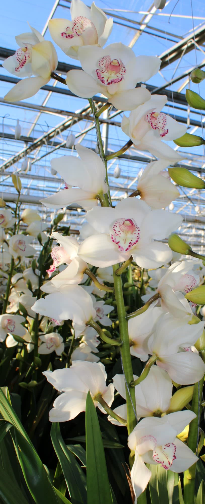 Cymbidium large flowered SNOWBIRD