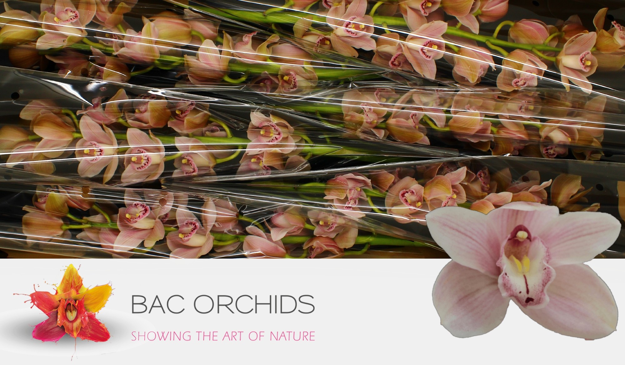 Cymbidium large flowered DELMONTE