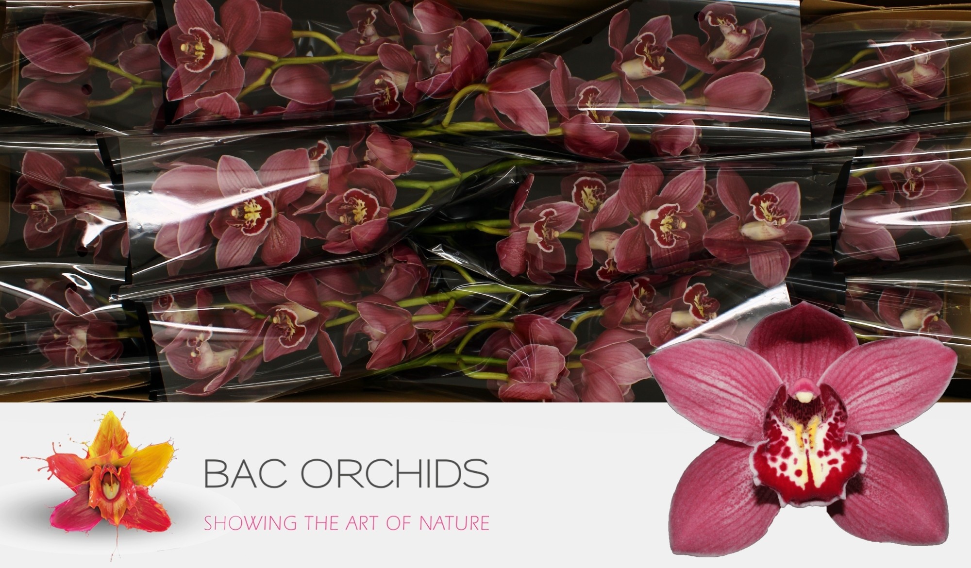 Cymbidium large flowered TRINITY