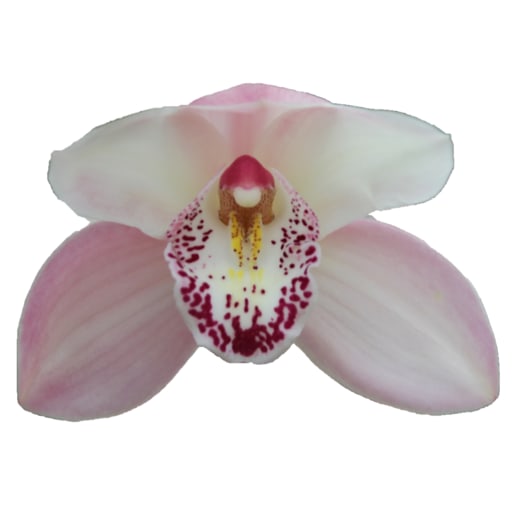 Cymbidium large flowered SUMMER MAG PI