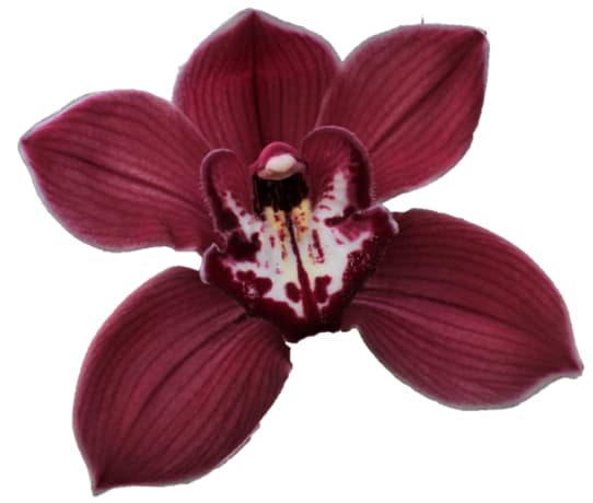 Cymbidium large flowered FERR-ARI