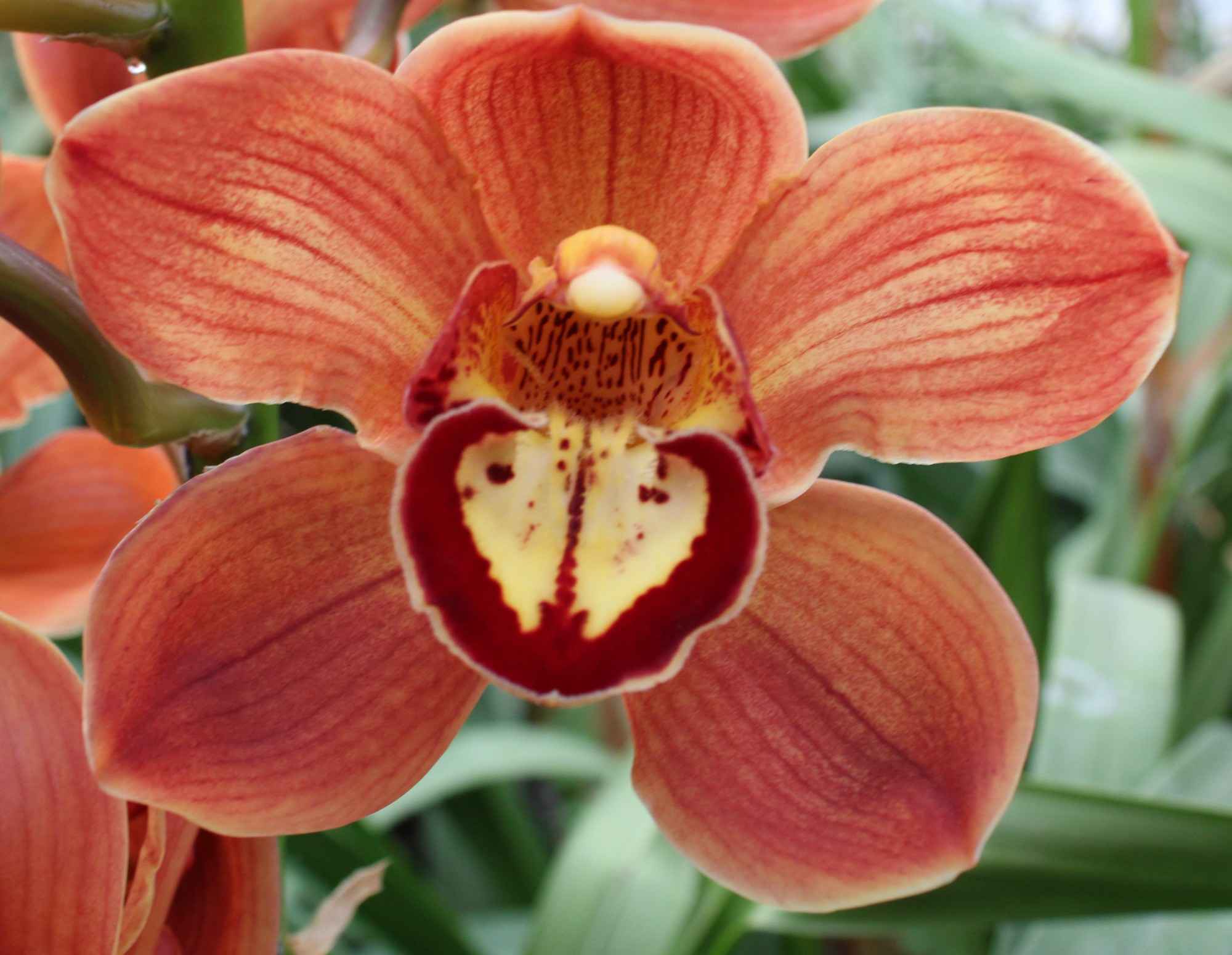 Cymbidium large flowered FLORIDA